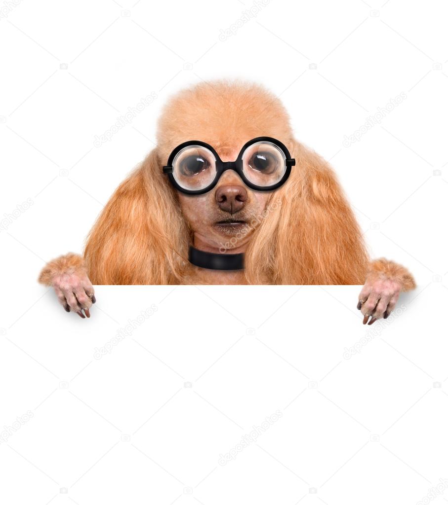 Crazy silly dog with funny glasses behind blank placard