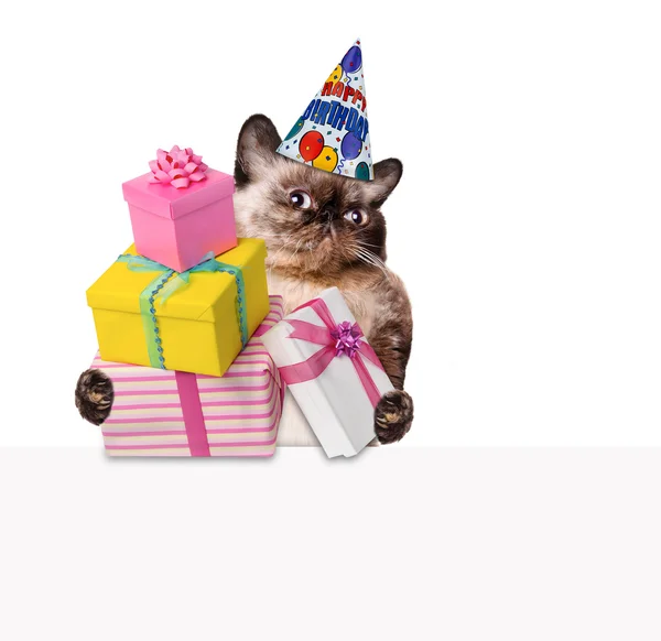 Gatto di compleanno . — Foto Stock