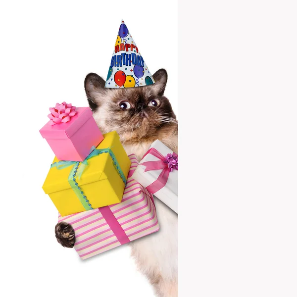 Gato de cumpleaños . —  Fotos de Stock