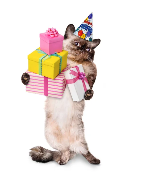 Gatto di compleanno . — Foto Stock