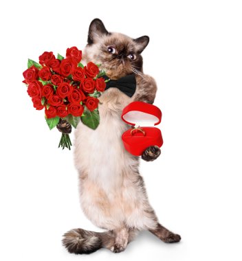 sevgi dolu kedi
