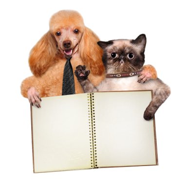 Kedi ve köpek..