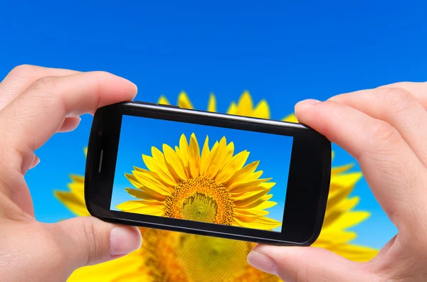 Руки фотографируют подсолнух со смартфоном — стоковое фото