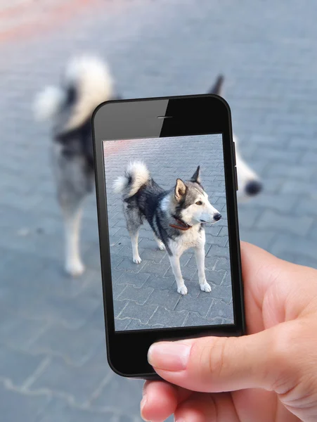 Foto auto cão com smartphone — Fotografia de Stock