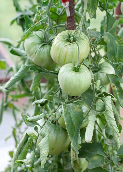 Pomodori verdi sul cespuglio — Foto Stock