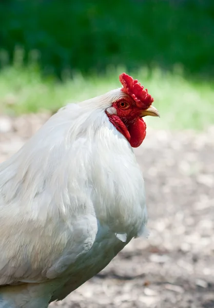 Porträtt av byn tupp — Stockfoto