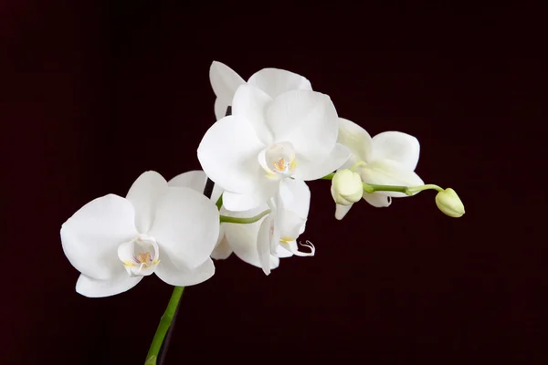 Orquídea branca no fundo escuro Imagem De Stock