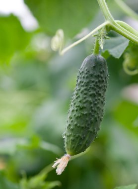 Bush taze salatalık