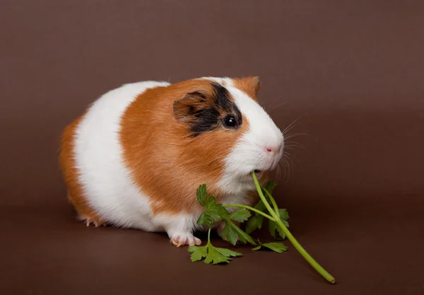 几内亚猪吃草木 — 图库照片