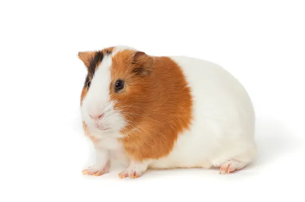 Guinea-pig on the white background — Stock Photo, Image