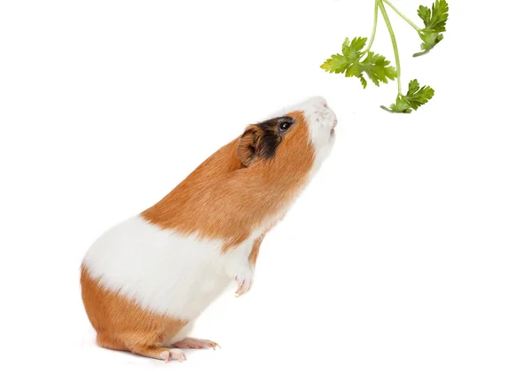 Guinea-pig is smelling verdure — Stock Photo, Image
