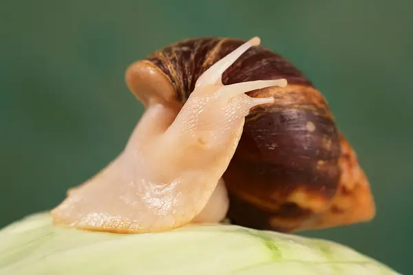 Achatina — Stockfoto