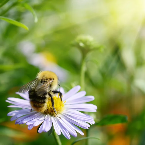 Bee on Chamomile Collecting Nectar or Hon — Stock Photo, Image