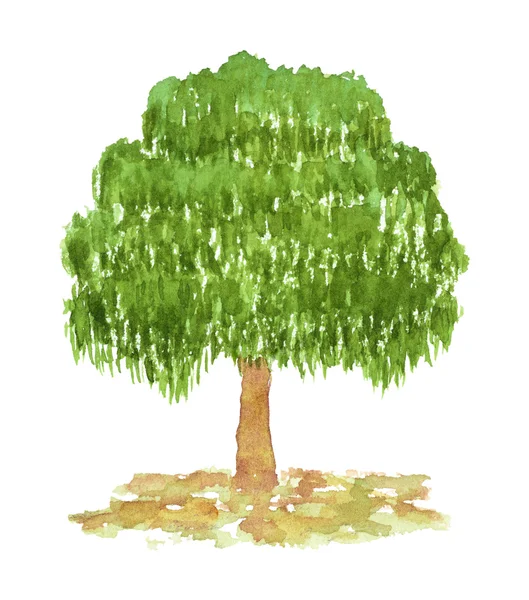 Albero di betulla ad acquerello, disegnato e dipinto a mano — Foto Stock