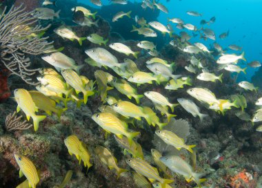 karışık shool homurdanıyor