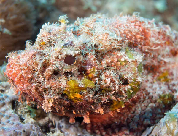 Une espèce de poisson de l'océan Atlantique — Photo