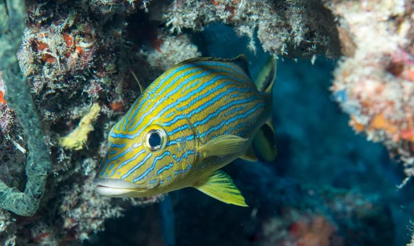 Ocean Atlantycki gatunków ryb — Zdjęcie stockowe