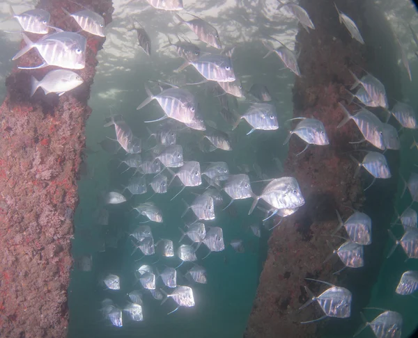 Espèces de poissons de l'océan Atlantique — Photo