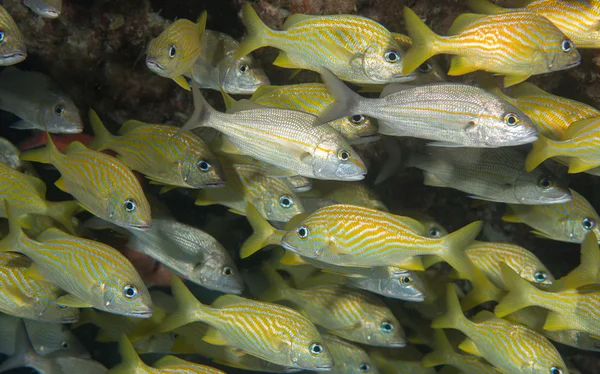 Una especie de pescado del Océano Atlántico — Foto de Stock