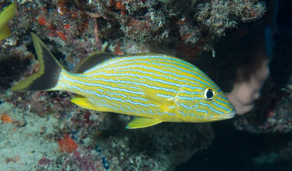 Uma espécie de peixe do Oceano Atlântico Imagem De Stock