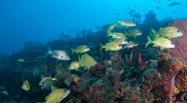 karışık shool homurdanıyor