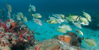 karışık shool homurdanıyor