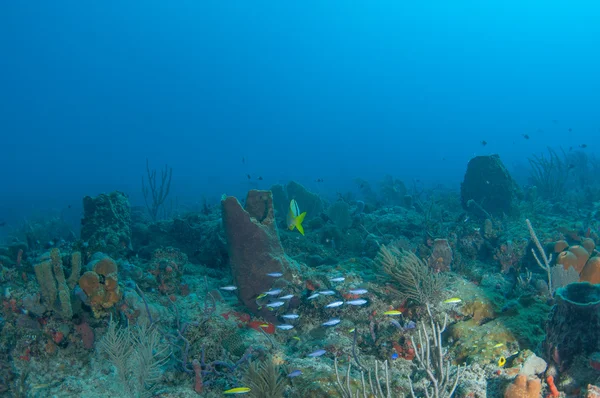 Com'è su una barriera corallina — Foto Stock