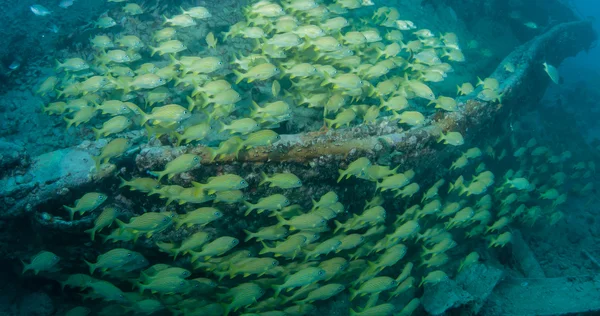 Underwater in the Florida Keys — Stock Photo, Image