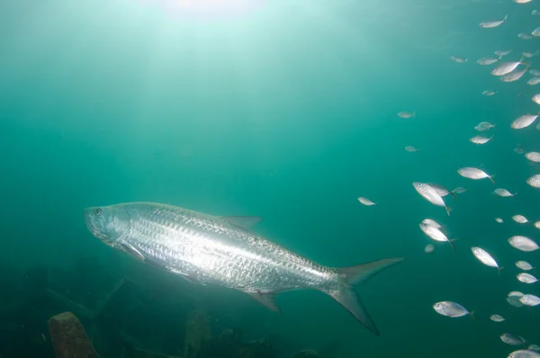 Um peixe grande e prateado — Fotografia de Stock