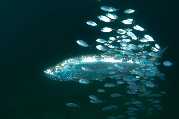 Petits poissons et gros poissons — Photo