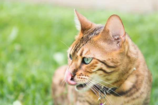 Tongue caught in mid motion — Stock Photo, Image