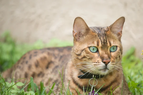 Бенгальский кот с очень зелеными глазами — стоковое фото