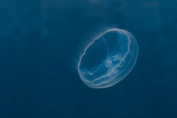 Pequena lua medusa em águas abertas — Fotografia de Stock