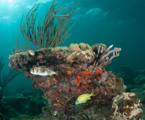 Somewhere on a reef in south florida — Stock Photo, Image