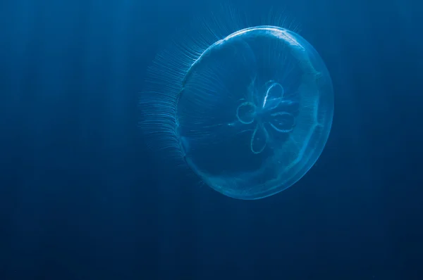Księżyc jellyfish w wodach otwartych — Zdjęcie stockowe