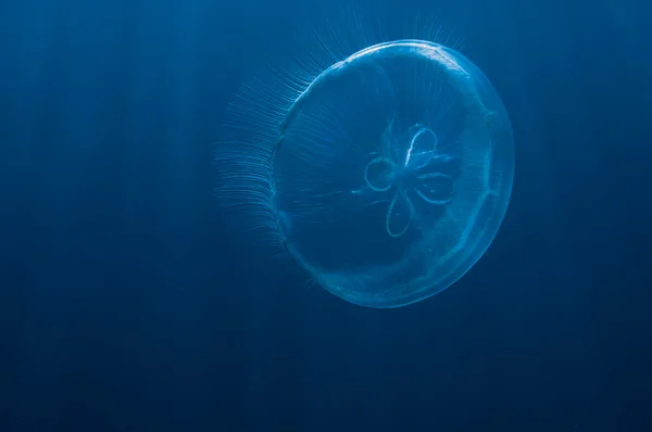 Lune méduses en eau libre — Photo