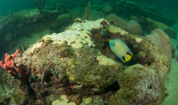 Somewhere on a reef in south florida — Stock Photo, Image