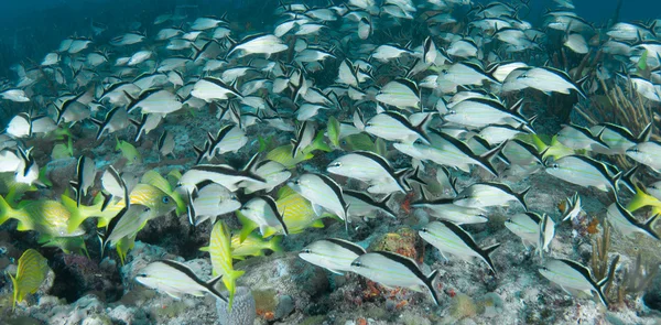 A mixed group of grunts on a reef — Stock Photo, Image