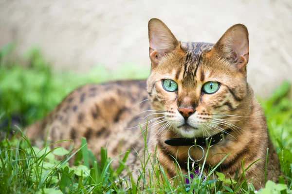 Η γάτα της Βεγγάλης με πολύ πράσινα μάτια Royalty Free Φωτογραφίες Αρχείου