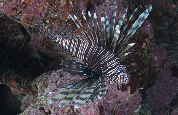 Underwater species of animal in florida waters — Stock Photo, Image