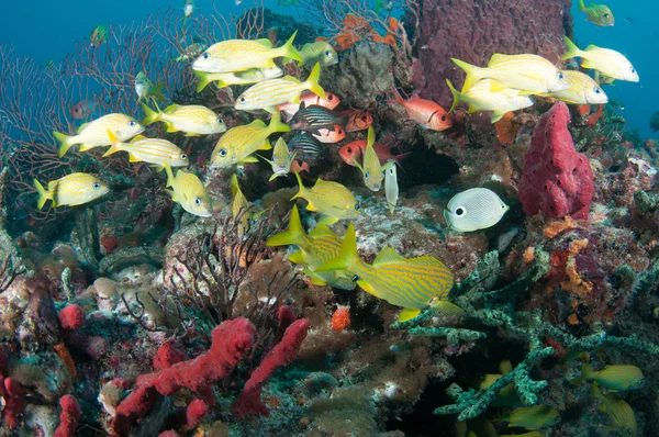 Poissons tropicaux sur un récif — Photo