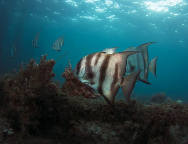 大西洋 spadefish の水泳オープンウォーターします。 — ストック写真
