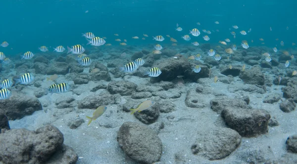 Images prises à une certaine profondeur sous l'eau — Photo