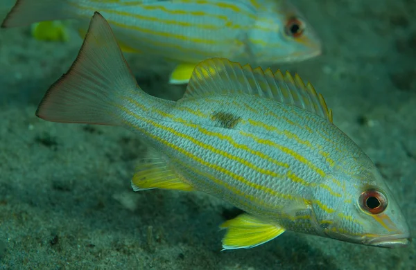 Lane Snapper fish close up — Stock Photo, Image