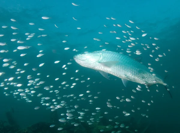 Immagini scattate in profondità sott'acqua — Foto Stock