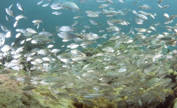 Många fiskar simmar i en skola — Stockfoto
