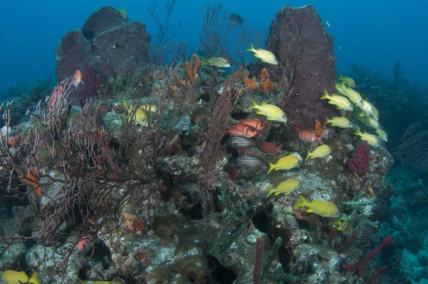 Peces tropicales en un arrecife —  Fotos de Stock