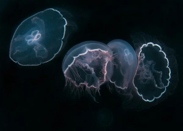 Měsíc medúzy plavání v opě vody Royalty Free Stock Fotografie