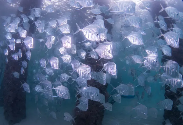 Espèces de poissons de l'océan Atlantique — Photo