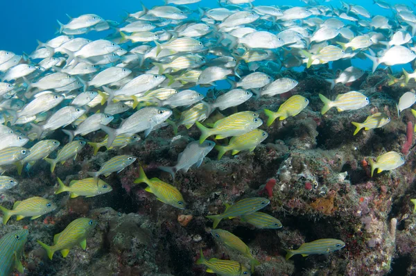 Una mezcla de gruñidos — Foto de Stock